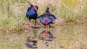 Australasian Swamphens