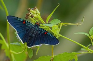 Guava Skipper