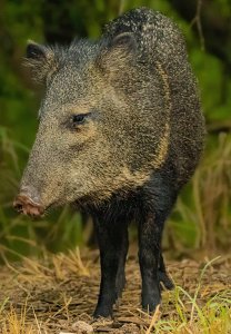 Javalina