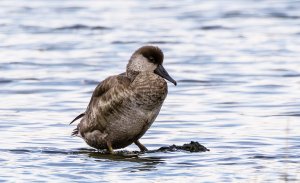 Red-Crested Pochard resized.jpg