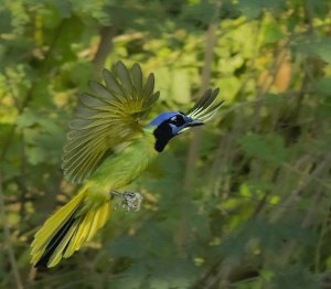 Green Jay