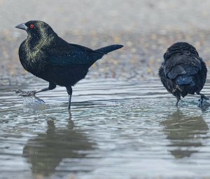 Bronzed Cowbirds