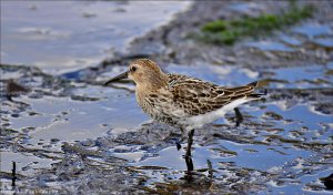 Dunlin