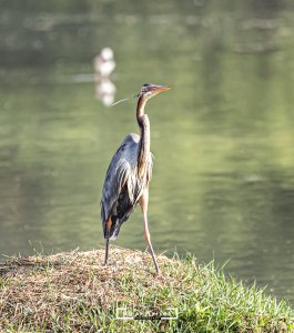 Purple Heron