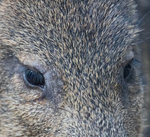 Javalina Eyes