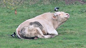 Magpies and an ox