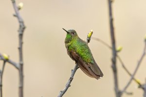 Scaled Metaltail