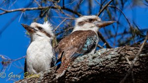 Laughing Kookaburras