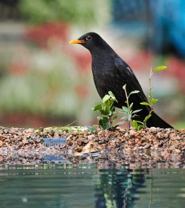 Blackbird, Turdus merula