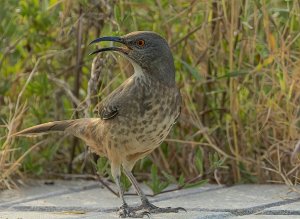 Curve-billed Thrasher