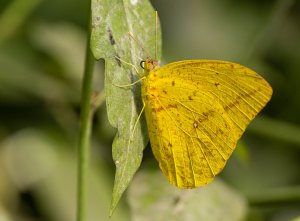 Large Orange