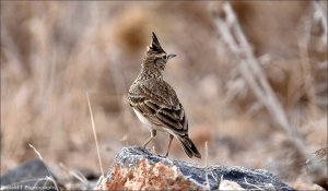 Crested Lark