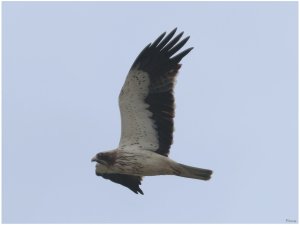 Booted Eagle in flight