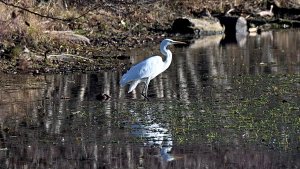 Great Egret