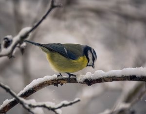 Blue tit