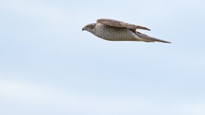 Eurasian goshawk