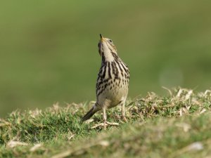 the so called red throated pipit