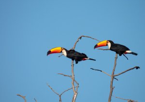 Toco Toucan