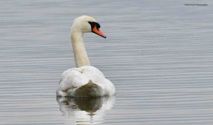 Mute Swan 1321.jpg