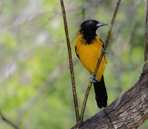 Audubon's Oriole, Male