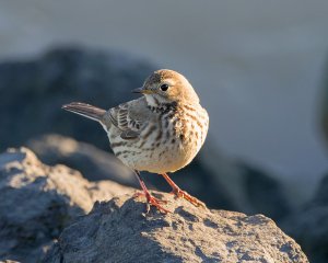 Rock Pipit