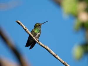 Glittering-throated Emerald