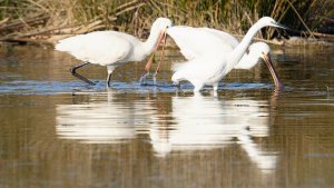 Eurasian Spoonbill , Little Egret