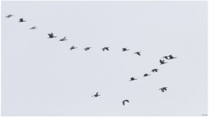 Great Cormorants in flight