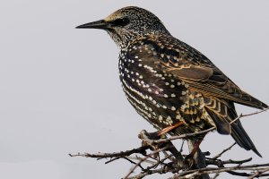 European Starling