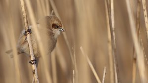 penduline tit (female)