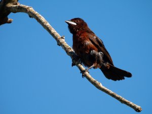 Silver-beaked Tanager