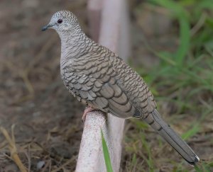 Inca Dove