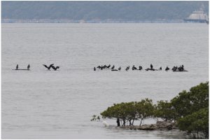 Great Cormorant