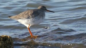 Common Redshank