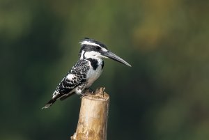 Pied Kingfisher