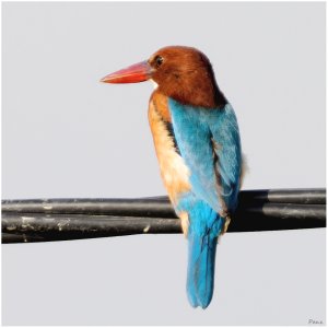 White-throated Kingfisher