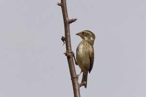 Collared Warbling Finch, juvenil