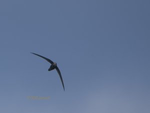 Common Swift