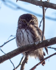 Eurasian pygmy owl - Small and fierce