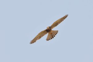 Common Kestrel