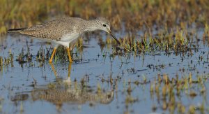 Lesser Yellowlegs