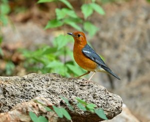 Orange headed thrush.