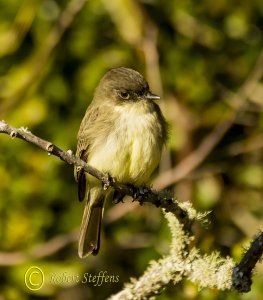 Eastern Phoebe