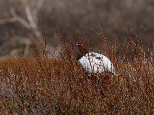 Willow ptarmigan