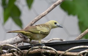 Palm Tanager