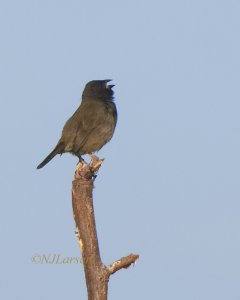 Black-faced Grassquit PC213404.jpg