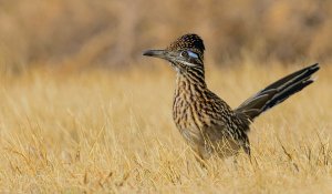 Greater Roadrunner