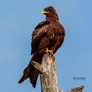 Black-Kite