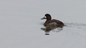 greater scaup (female)