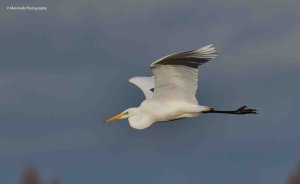 Great White Egret 1190.jpg